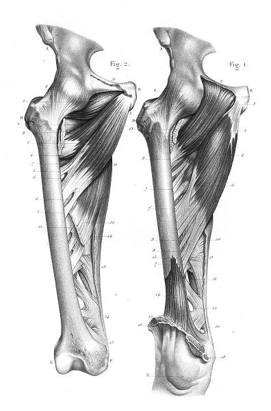 Femoral region anatomy engraving 1866