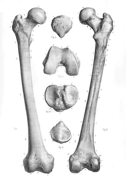 Femur anatomy engraving 1866