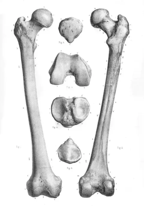 Framed Print : Femur anatomy engraving 1866