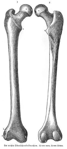 Femur bones anatomy engraving 1857