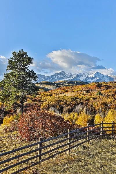 Fence and Aspen trees in autumn colors, Ridgway, Colorado, USA