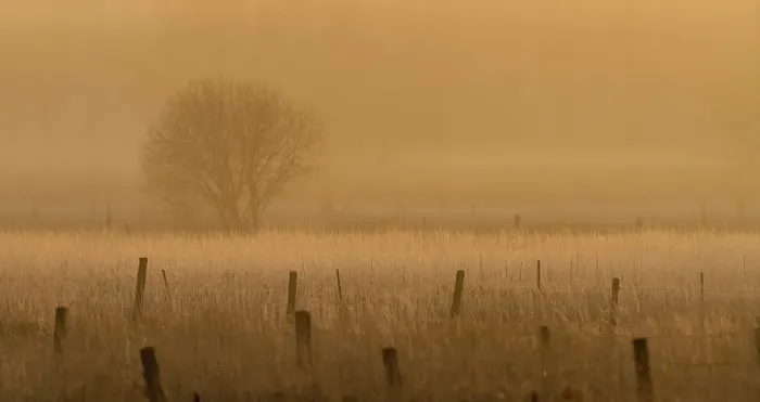 Framed Print : Fence Posts Framed Print : Fence Posts