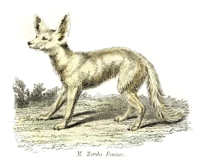 Framed Print : Fennec Desert Fox engraving 1803 Framed Print : Fennec Desert Fox engraving 1803