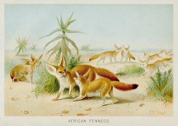 Fennec fox engraving 1894
