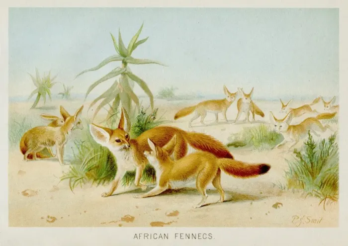 Framed Print : Fennec fox engraving 1894 Framed Print : Fennec fox engraving 1894
