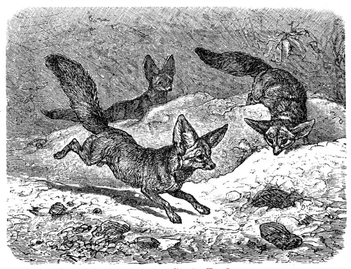 Framed Print : Fennec fox (Vulpes zerda) Framed Print : Fennec fox (Vulpes zerda)