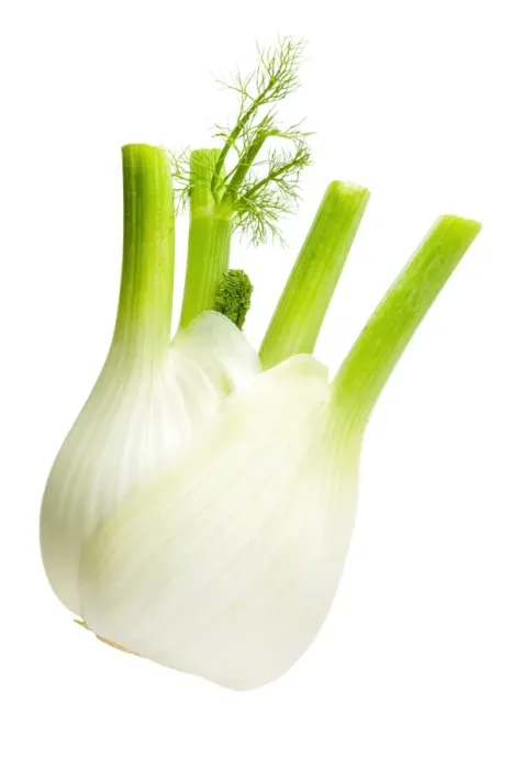 Framed Print : Fennel Framed Print : Fennel