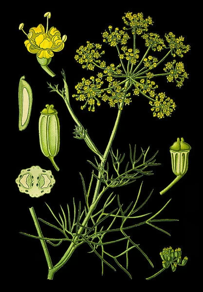 Fennel. Antique illustration of a Medicinal and Herbal Plants.