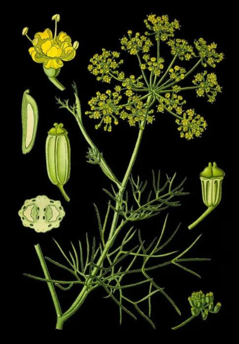 Framed Print : Fennel. Antique illustration of a Medicinal and Herbal Plants. Framed Print : Fennel. Antique illustration of a Medicinal and Herbal Plants.