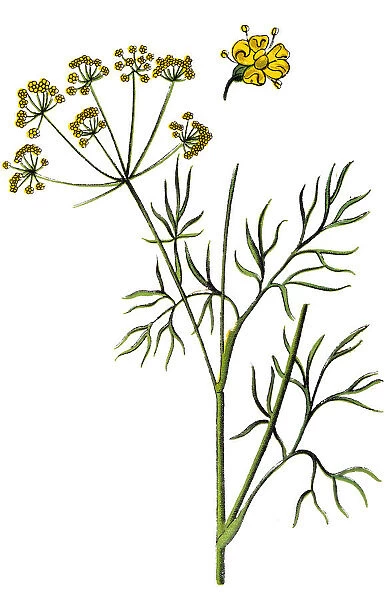 Fennel (Foeniculum vulgare)