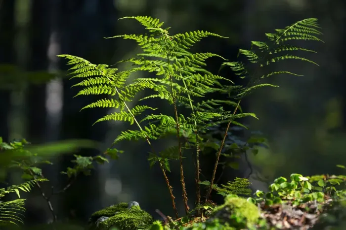 Framed Print : Fern in a forest, Feldberg Mountain, Black Forest, Baden-Wuerttemberg, Germany, Europe, PublicGround Framed Print : Fern in a forest, Feldberg Mountain, Black Forest, Baden-Wuerttemberg, Germany, Europe, PublicGround