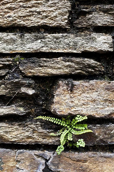 Fern growing on a stonewall