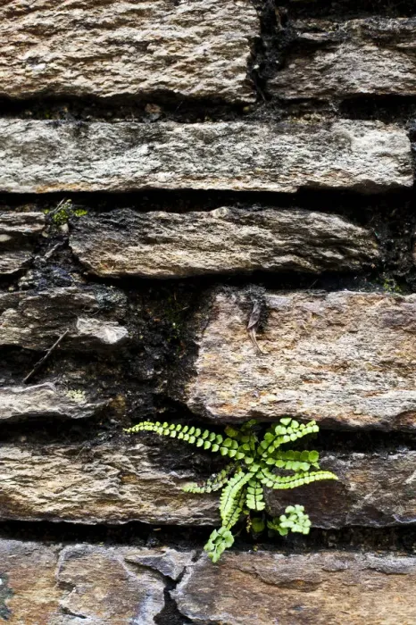 Framed Print : Fern growing on a stonewall Framed Print : Fern growing on a stonewall