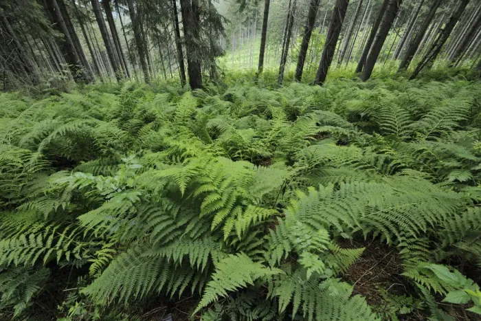 Framed Print : Fern, Mala Fatra National Park, Slovakia, Europe
