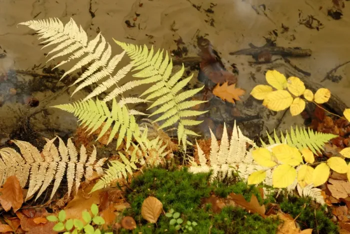 Framed Print : Fern at a stream bank in autumn Framed Print : Fern at a stream bank in autumn