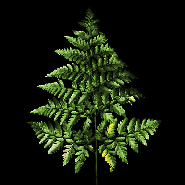 FERN-TREE. A green Fern leaf on black background