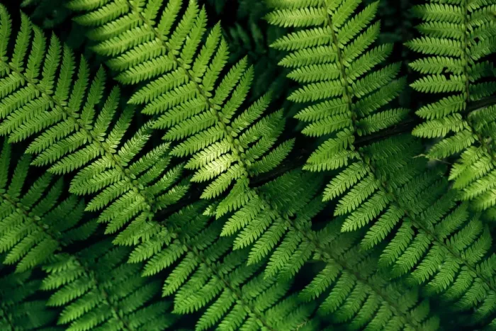 Framed Print : Fern tree leaves pattern Framed Print : Fern tree leaves pattern