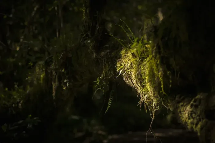 Framed Print : Ferns and moss in the rainforest, forest zone, Mweka route, Mount Kilimanjaro, Kilimanjaro Region, Tanzania