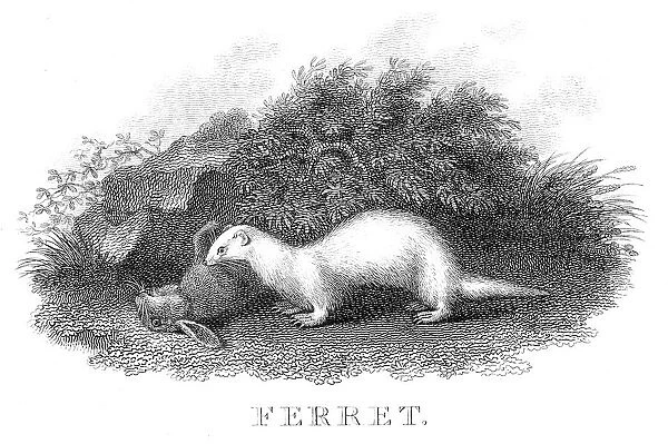 Ferret hunting engraving 1812