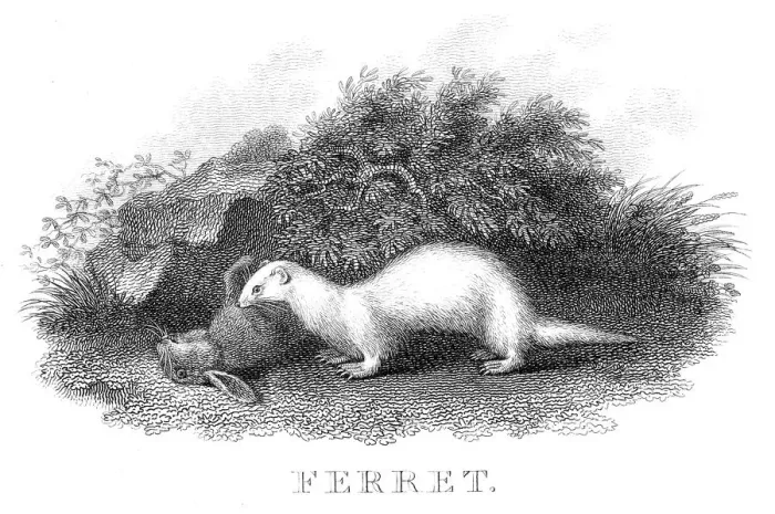 Framed Print : Ferret hunting engraving 1812 Framed Print : Ferret hunting engraving 1812