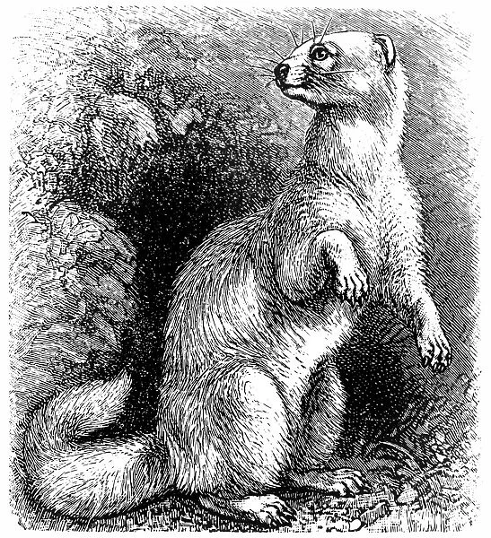 Ferret (Mustela putorius furo)