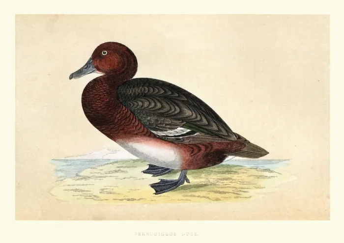 Framed Print : Ferruginous duck, Aythya nyroca, Wildlife, Birds, diving ducks, Art Prints Framed Print : Ferruginous duck, Aythya nyroca, Wildlife, Birds, diving ducks, Art Prints