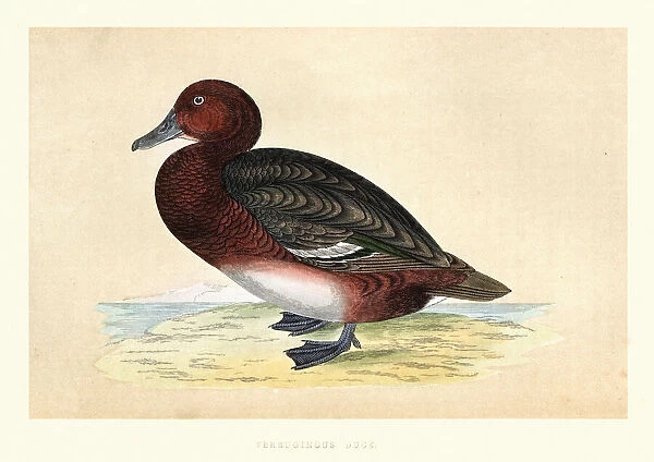 Ferruginous duck, Aythya nyroca, Wildlife, Birds, diving ducks, Art Prints