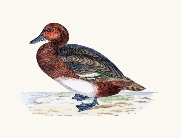 Framed Print : Ferruginous Duck Waterfowl bird Framed Print : Ferruginous Duck Waterfowl bird