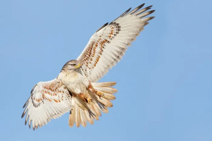 Framed Print : Ferruginous Hawk Framed Print : Ferruginous Hawk