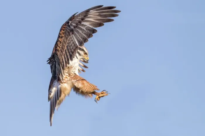 Framed Print : Ferruginous Hawk Framed Print : Ferruginous Hawk