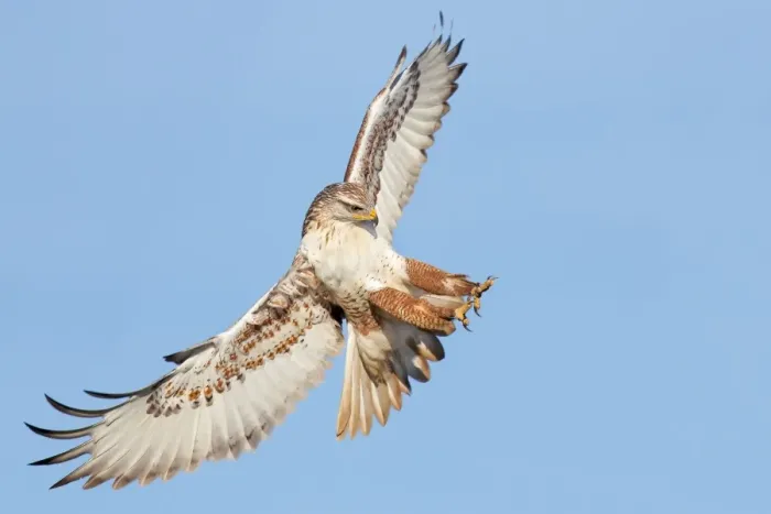 Framed Print : Ferruginous Hawk Framed Print : Ferruginous Hawk