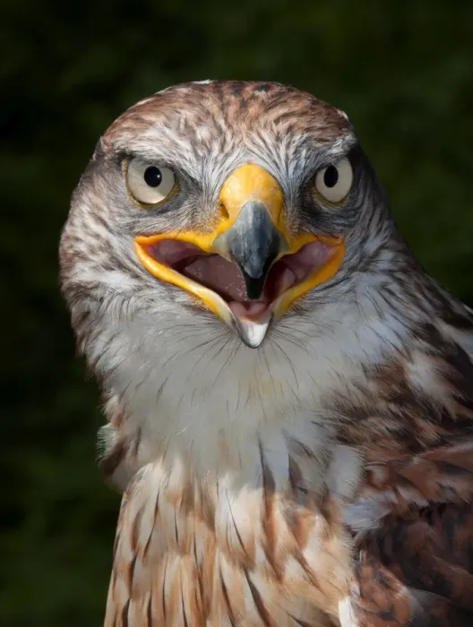 Framed Print : Ferruginous Hawk Framed Print : Ferruginous Hawk