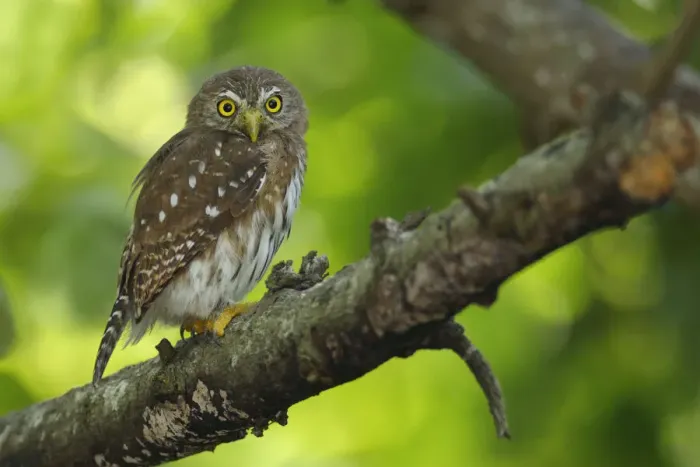 Framed Print : Ferruginous Pygmy-Owl Framed Print : Ferruginous Pygmy-Owl