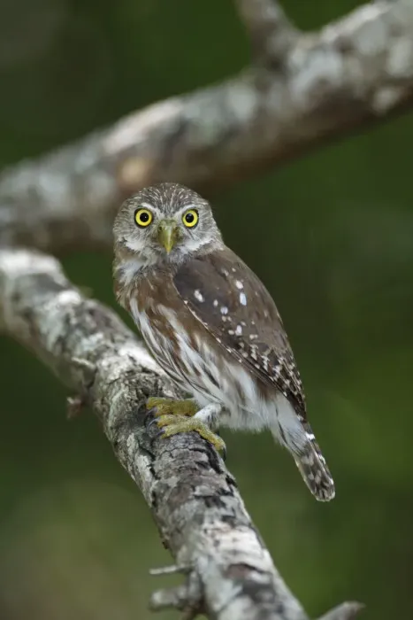 Framed Print : Ferruginous Pygmy-Owl Framed Print : Ferruginous Pygmy-Owl