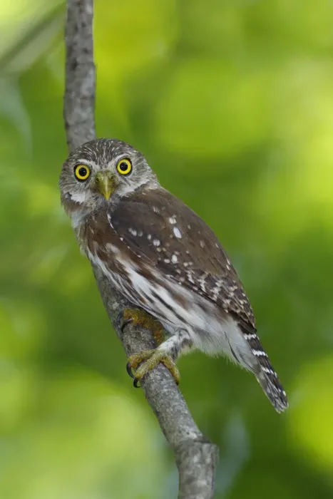 Framed Print : Ferruginous Pygmy-Owl