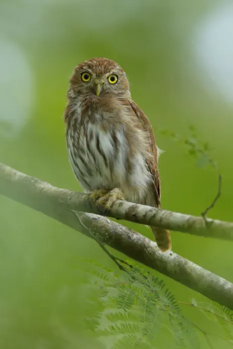 Framed Print : Ferruginous Pygmy-Owl Framed Print : Ferruginous Pygmy-Owl