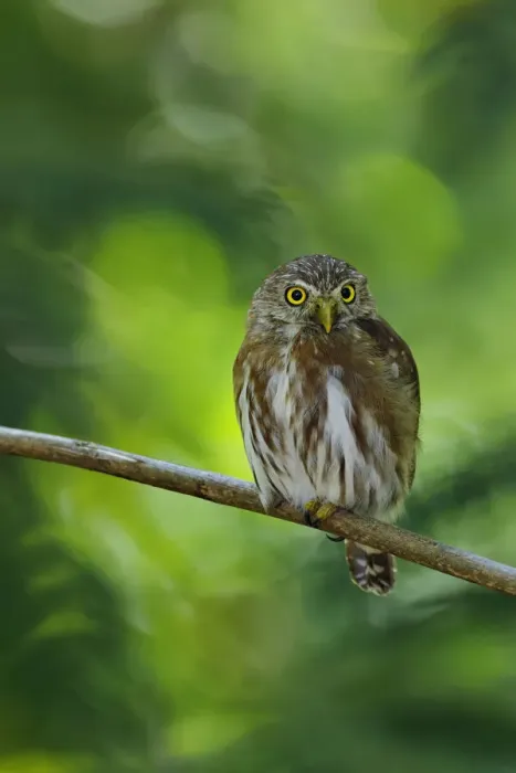 Framed Print : Ferruginous Pygmy-Owl Framed Print : Ferruginous Pygmy-Owl