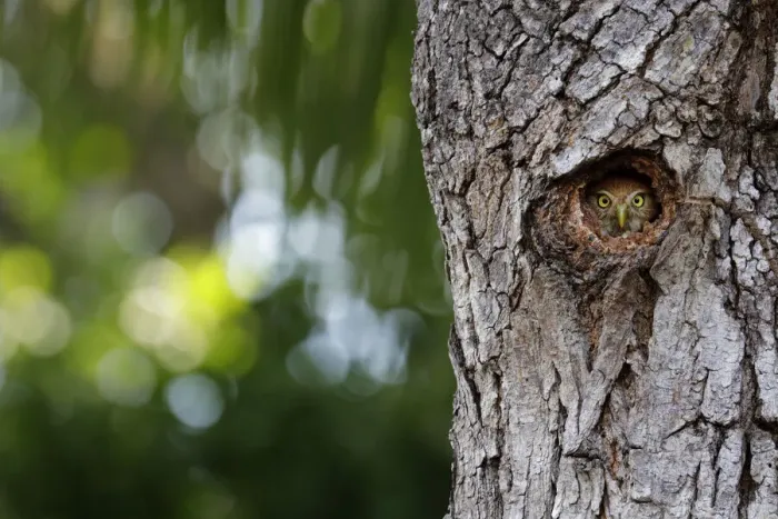 Framed Print : Ferruginous Pygmy-Owl
