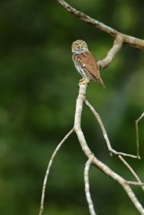 Framed Print : Ferruginous Pygmy-Owl Framed Print : Ferruginous Pygmy-Owl