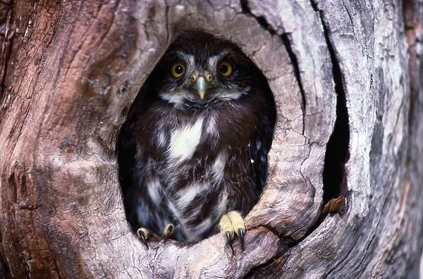 Ferruginous pygmy owl (Glaucidium brasilianum) in nest cavity