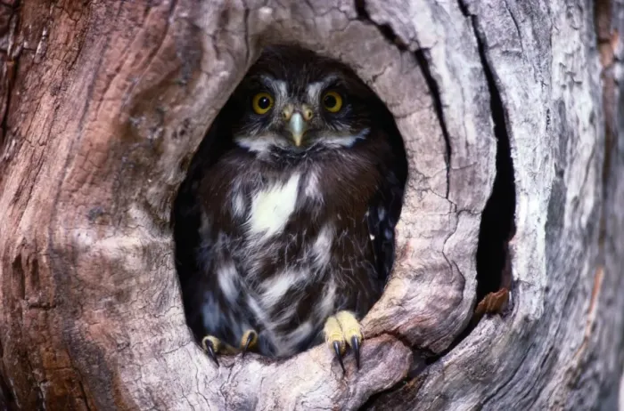 Framed Print : Ferruginous pygmy owl (Glaucidium brasilianum) in nest cavity Framed Print : Ferruginous pygmy owl (Glaucidium brasilianum) in nest cavity
