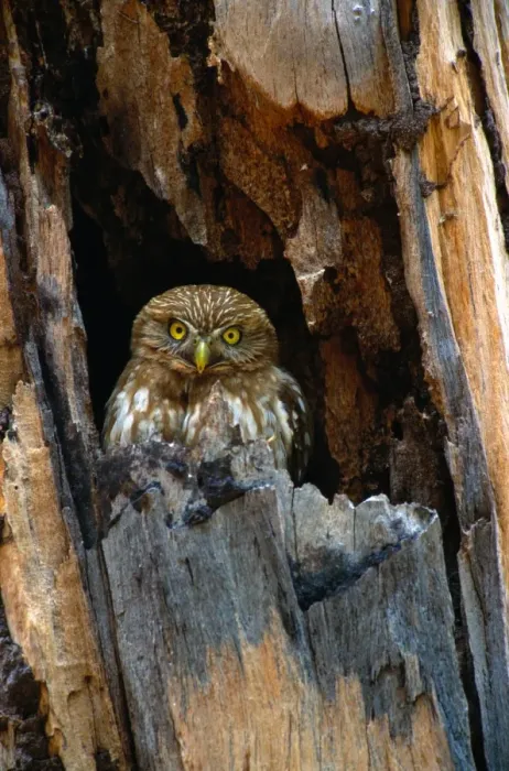Framed Print : Ferruginous pygmy owl (Glaucidium brasilianum) in tree, Brazil Framed Print : Ferruginous pygmy owl (Glaucidium brasilianum) in tree, Brazil
