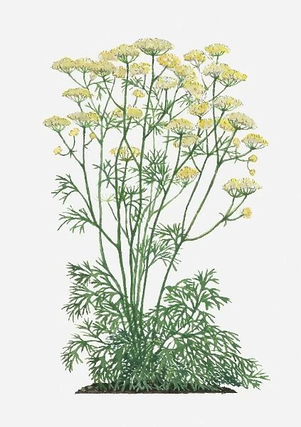 Ferula assafoetida (Asafoetida) with yellow flowers and green leaves on tall stems