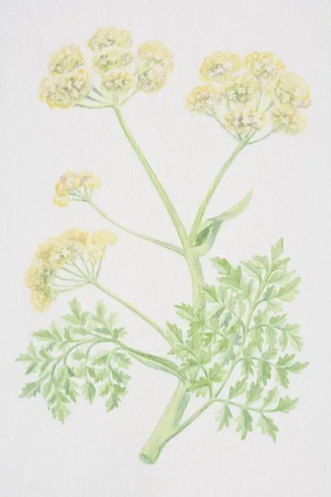 Framed Print : Ferula assafoetida, Giant Fennel, flowering stalk