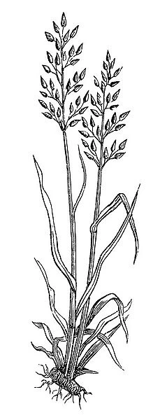 Festuca pratensis, Meadow Fescue-grass