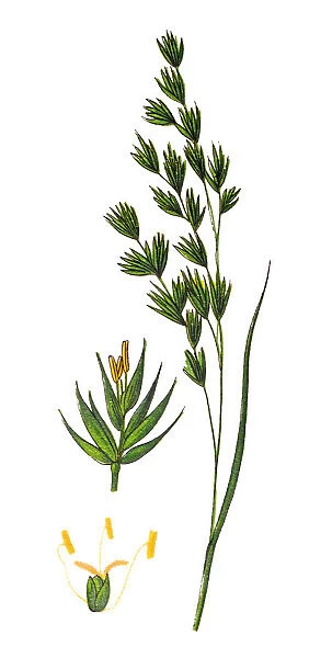 Festuca Sciuroides Barren Fescue-grass