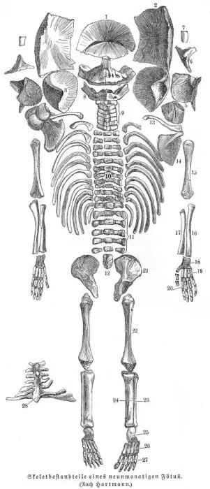 Framed Print : Fetus skeleton anatomy engraving 1857