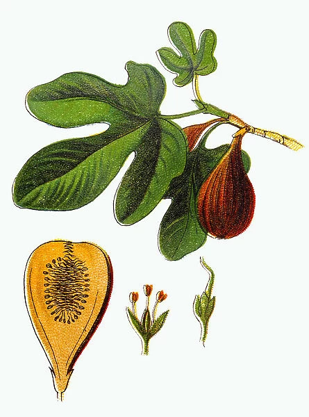 Ficus carica (Common fig)