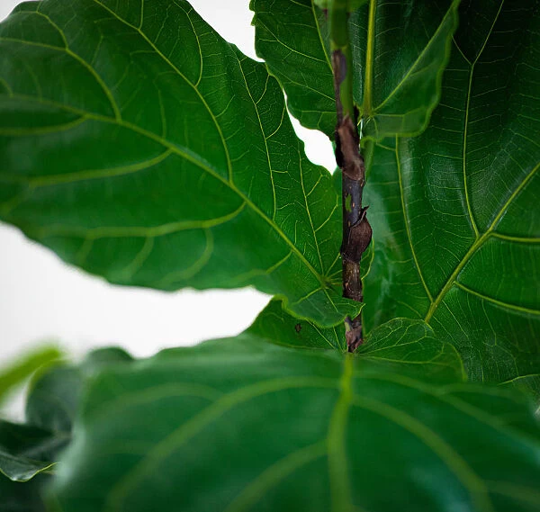 Fiddle leaf fig leaves close up green indoor plant garden