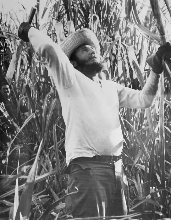 Framed Print : Fidel Castro Working in Sugar Cane Field Framed Print : Fidel Castro Working in Sugar Cane Field